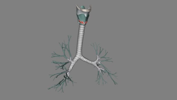 气管是连接喉 和支气管的长管 — 图库视频影像