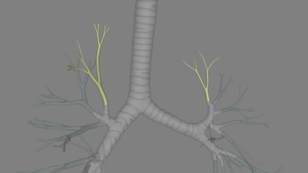 顶层段支气管是支气管树后部最上乘的支气管 — 图库视频影像