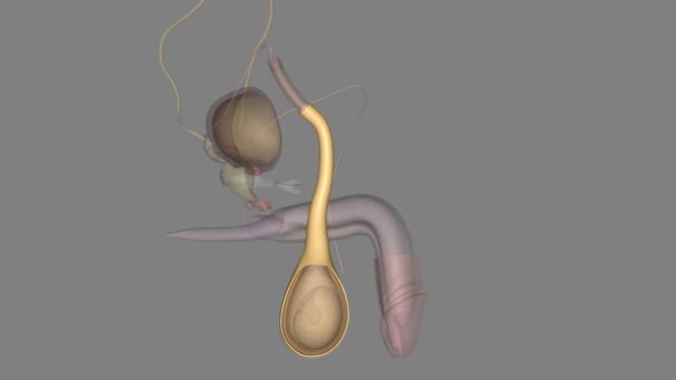External Spermatic Fascia Arises Aponeurosis External Oblique Muscle — Stock Video