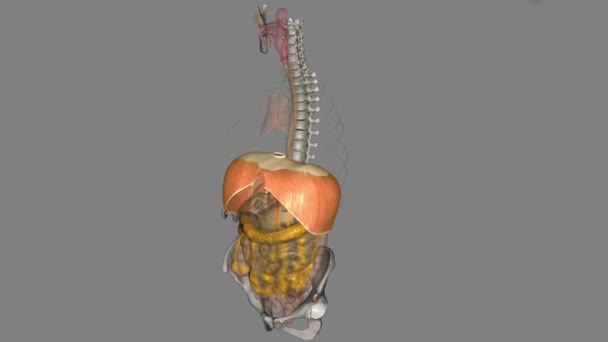 Das Zwerchfell Unterhalb Der Lunge Ist Der Hauptmuskel Der Atmung — Stockvideo