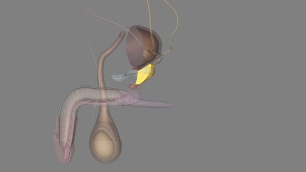 Próstata Tanto Uma Glândula Acessória Sistema Reprodutivo Masculino — Vídeo de Stock