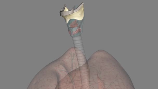 甲状腺软骨膜将甲状腺软骨与舌骨连接起来 有利于喉在正常情况下的上移 — 图库视频影像