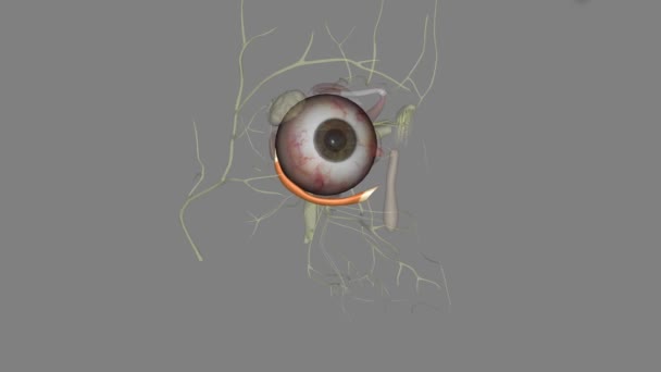 劣ったオブリクは 眼球と比較して軌道内の位置によって命名される — ストック動画