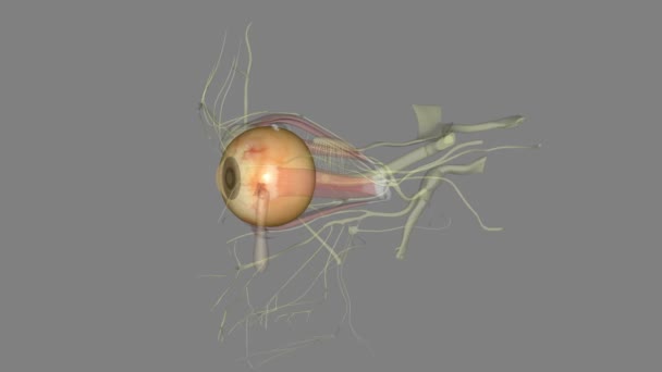Очі Сфероїдальна Структура Містить Сенсорні Рецептори Зору Знайдена Всіх Хребетних — стокове відео