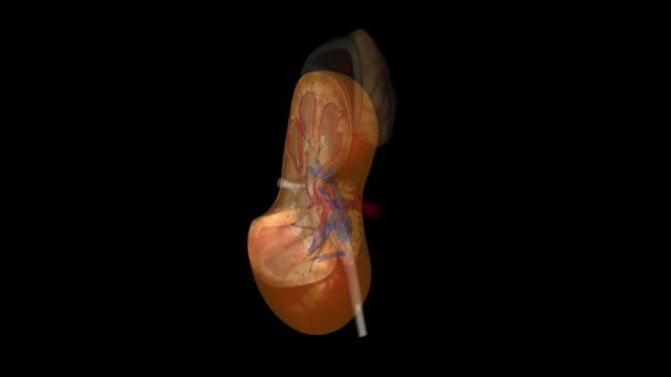 肾是两个豆状的器官 每个器官大约有拳头那么大 — 图库视频影像