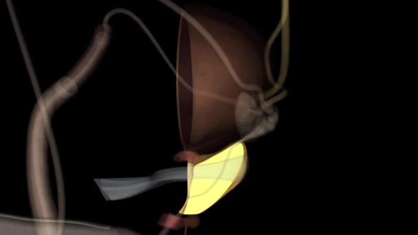 前立腺は男性の生殖器系の付属腺である — ストック動画