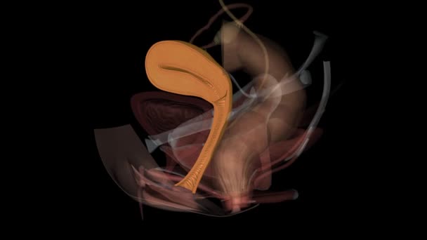 Vagina Connects Uterus Womb Cervix — Stok Video