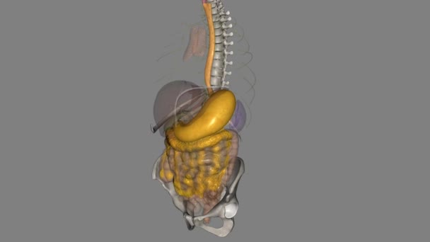 食道は あなたの喉から胃に食物と液体を通過する空洞 筋肉管です — ストック動画