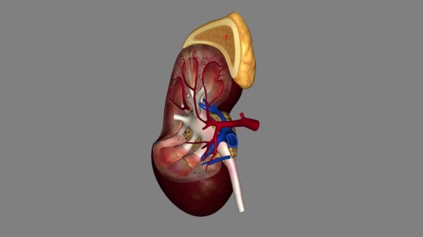 肾上腺上腺体3D — 图库视频影像