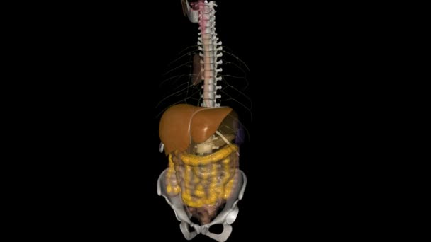 肝脏是一个像足球一样大的器官 — 图库视频影像