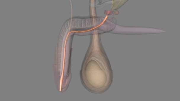 Spongy Urethra Longest Part Male Urethra Contained Corpus Spongiosum Penis — стокове відео