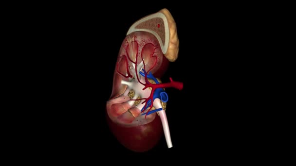 肾是两个豆状的器官 每个器官大约有拳头那么大 — 图库视频影像