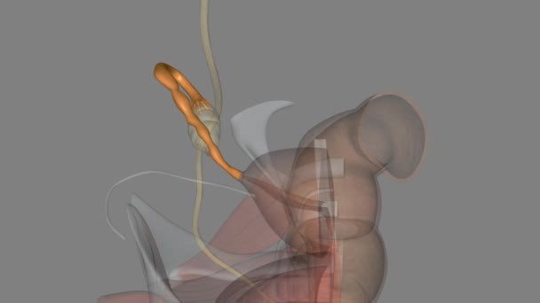 卵管または卵巣管としても知られている子宮管は 卵巣から子宮にエサを運ぶ女性の構造です — ストック動画