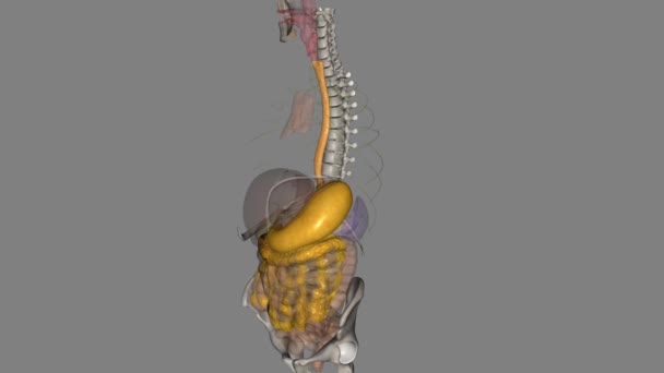 食管是一种中空的肌肉管 将食物和液体从喉咙输送到胃部 — 图库视频影像