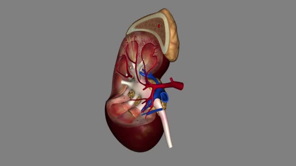 Die Nieren Sind Zwei Bohnenförmige Organe Die Jeweils Etwa Die — Stockvideo