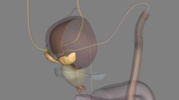 Una Vesícula Seminal Una Parte Anatomía Que Considera Típicamente Masculina — Vídeo de stock