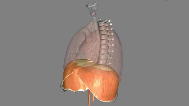Diafragma Músculo Que Ayuda Inhalar Exhalar Inhalar Exhalar — Vídeo de stock