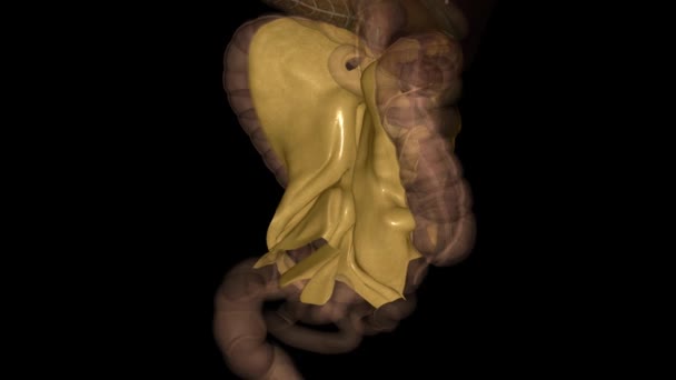 肠系膜 横肠系膜和Sigmoid肠系膜 — 图库视频影像