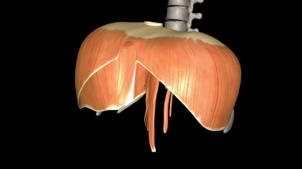 横隔膜是一种能帮助你吸气和呼气 吸气和呼气 的肌肉 — 图库视频影像
