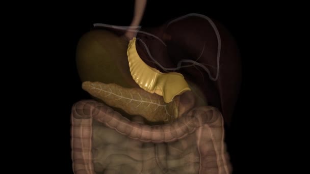より少ない省エントリは 肝臓から胃のより低い曲率に伸びるペリトニウムの二重層です — ストック動画