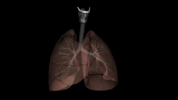 Дыхательная Система Сеть Органов Тканей Которые Помогают Дышать — стоковое видео