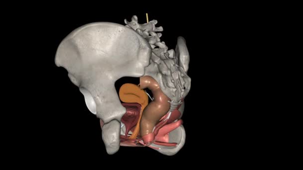 Vagina Connects Uterus Womb Cervix — Stok video