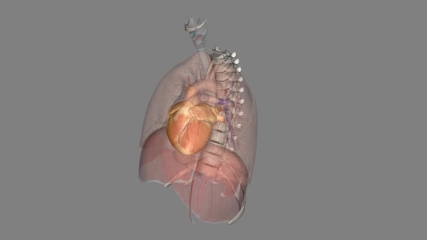 心脏是大多数动物的肌肉器官 这个器官通过循环系统的血管输送血液 — 图库视频影像