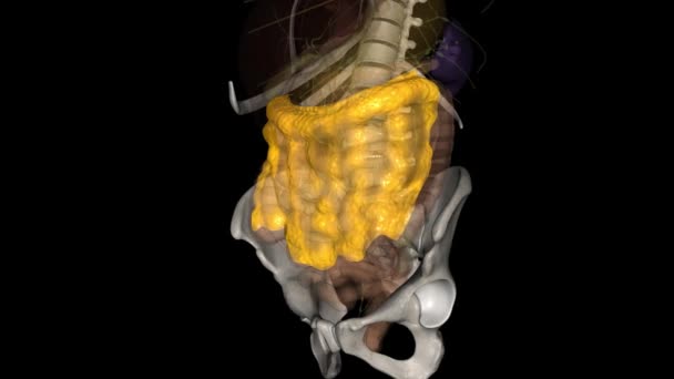 更大的内膜是一个由纤维脂肪组织制成的双叶吊床 从胃部更大的曲率延伸到横结肠 — 图库视频影像