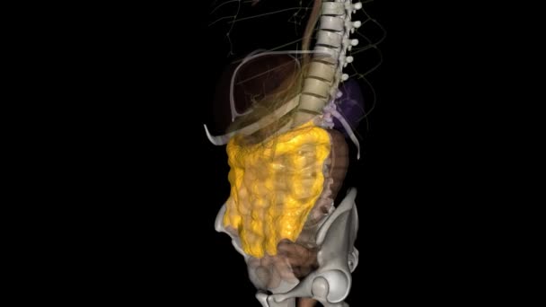 更大的内膜是一个由纤维脂肪组织制成的双叶吊床 从胃部更大的曲率延伸到横结肠 — 图库视频影像