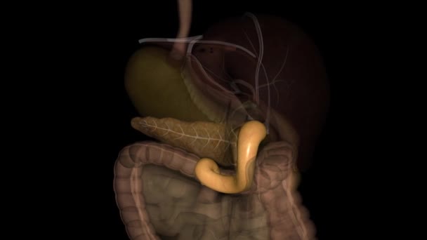 デュデナムは小腸の最初のC字型セグメントであり ピロラスの継続である — ストック動画