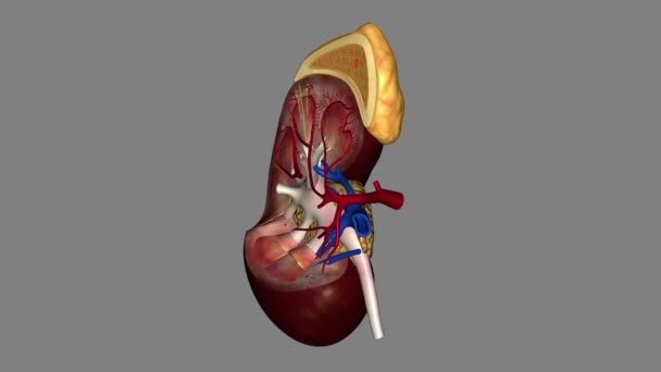 Adrenal Glands Also Called Suprarenal Glands Significant Part Endocrine System — Stock Video