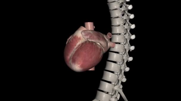 Jantung Adalah Organ Otot Pada Kebanyakan Hewan Organ Ini Memompa — Stok Video