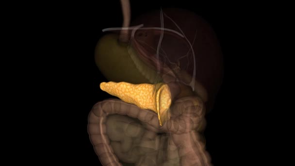 胰腺是脊椎动物消化系统和内分泌系统的一个器官 — 图库视频影像