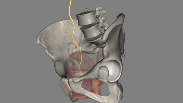 Ureter Adalah Tabung Terbuat Dari Otot Polos Yang Mendorong Urin — Stok Video