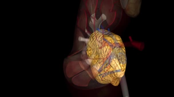 脂肪肾窦会使肾窦炎加重 — 图库视频影像