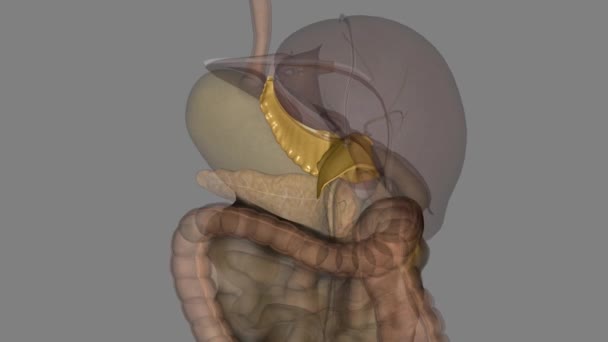Lesser Omentum Double Layer Peritoneum Extends Liver Lesser Curvature Stomach — Stock Video