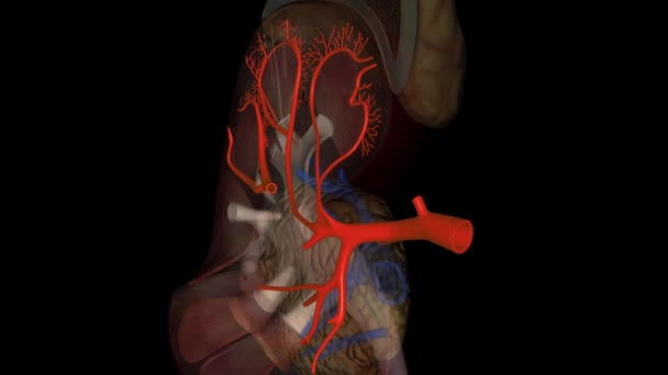 腎動脈は あなたの心臓から腎臓に血液を運ぶ大きな血管です — ストック動画