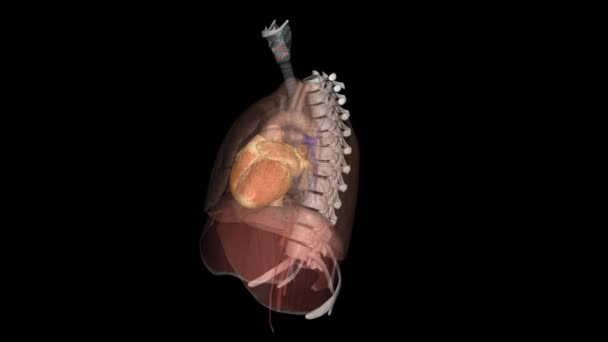 心脏是大多数动物的肌肉器官 这个器官通过循环系统的血管输送血液 — 图库视频影像