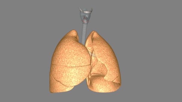 肺的作用是通过肺泡将氧气从空气中输送到血液中 — 图库视频影像