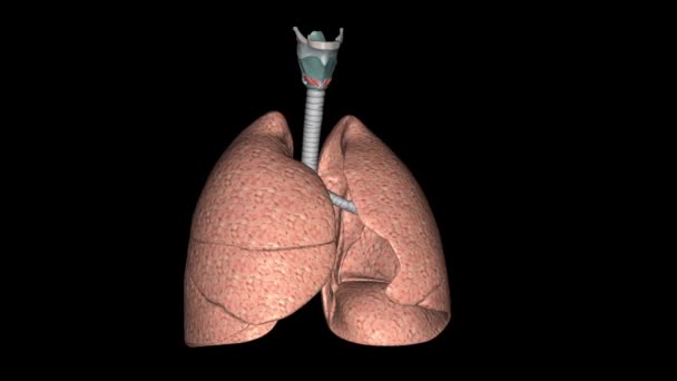 呼吸器系は呼吸を助ける臓器や組織のネットワークです — ストック動画