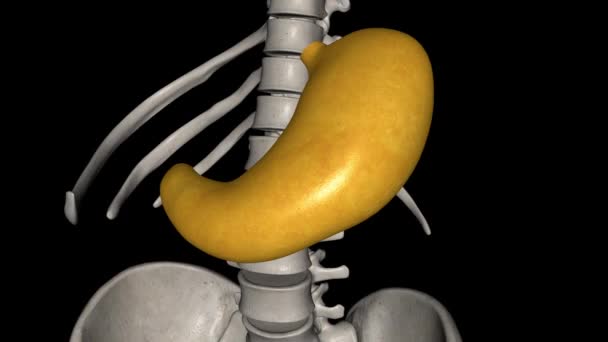 Estómago Órgano Digestivo Primario Paso Importante Ruta Entrega Alimentos Duodeno — Vídeo de stock