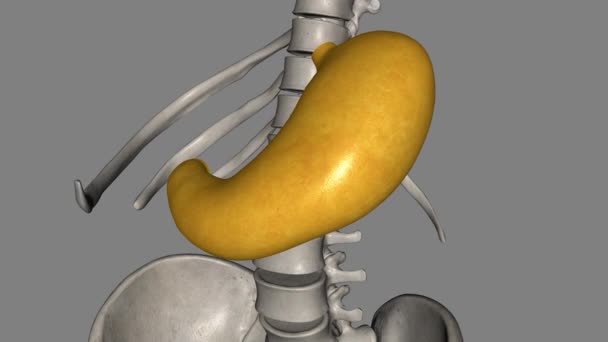 胃は主要な消化器官であり デュオデウムへの食物の配達ルートの重要なステップです — ストック動画