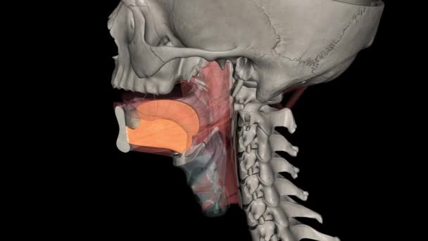 膝盖骨是舌的一对外在肌肉之一 — 图库视频影像
