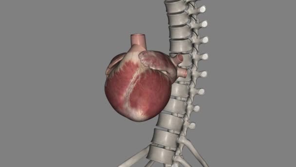 Hjärtat Ett Muskulärt Organ Hos Flesta Djur Detta Organ Pumpar — Stockvideo