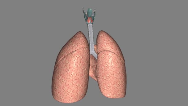 呼吸器系は呼吸を助ける臓器や組織のネットワークです — ストック動画
