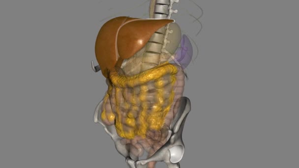 肝臓はフットボールの大きさについての器官です — ストック動画