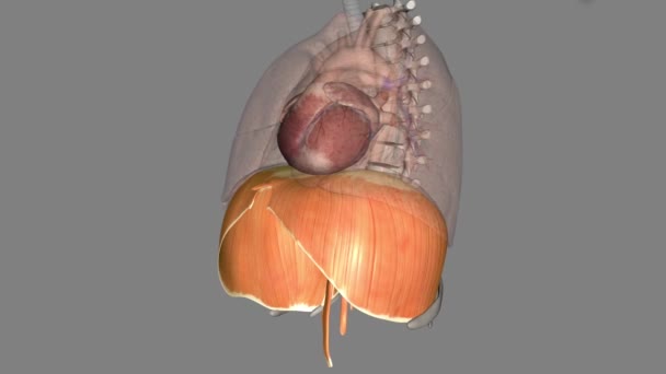 横隔膜是一种能帮助你吸气和呼气 吸气和呼气 的肌肉 — 图库视频影像