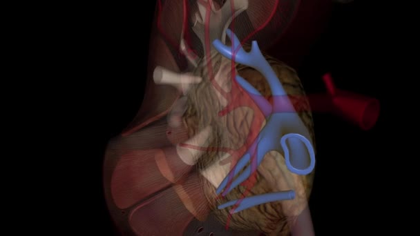 腎臓の循環における腎臓静脈は 腎臓によって濾過された血液を劣悪なヴェナカバに排出する大口径静脈である — ストック動画