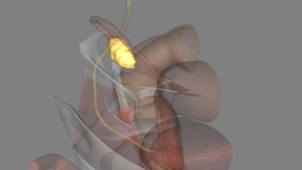 Ovarium Kecil Berbentuk Oval Kelenjar Terletak Kedua Sisi Rahim Anda — Stok Video