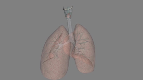呼吸系统是帮助你呼吸的器官和组织的网络 — 图库视频影像